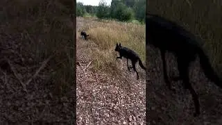 встретили пастуха с козами и барашками
