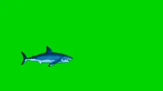 Animated Shark Fish- Free Green Screen