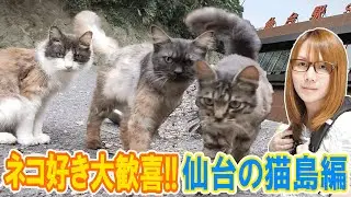 【夏旅】猫好き大歓喜!!仙台から電車とフェリーで行くネコ島(宮城県田代島)【旅行】