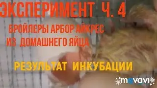 Результат инкубации. Эксперимент бройлеры из домашнего яйца провалился