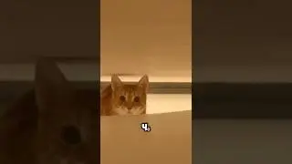 Часть 2 😺