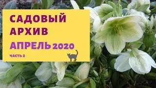 Обзор сада, мой сад в апреле. Часть 2.