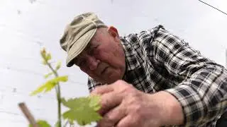 Виноград | Оїдіум та боротьба з ним