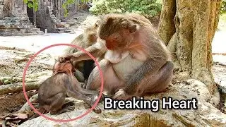 Breaking Heart!! Million Pity Baby Monkey Jayden Cry Very Weak To Request Milk​ From Mama Jade