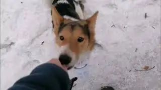 Шалайка Таккик помощник.