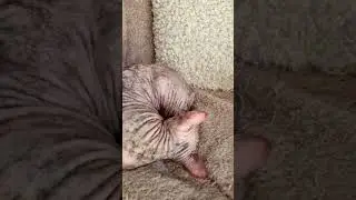 Кошка Сфинкс Циля