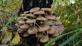 Опята осенние.Как отличить от ложных.