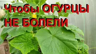 ТЕПЛЫЕ ГРЯДКИ ДЛЯ ОГУРЦОВ. Что добавить в лунку