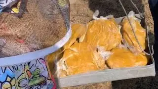 Весенняя подкормка  пчел канди из меда и пыльцы. Белковая подкормка пчелам Первый облет пчел