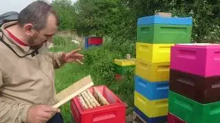 Мой облетник бакфаст F1,  Лаутенталь.  дочки от В366  и В142.