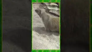 Мангуст 