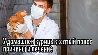 У домашней курицы желтый понос причины, лечение, профилактические меры