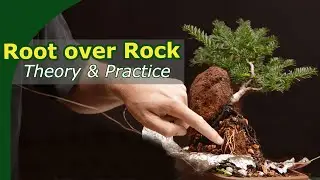 Understand Root over Rock and creating a taxus over rock bonsai