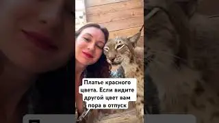 Кто тут в отпуск опаздывает? Ваш вагон еще вас ждет! #cat #животные