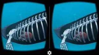 Blue whale VR Google Cardboard 3D SBS 1080p gameplay Virtual Reality video