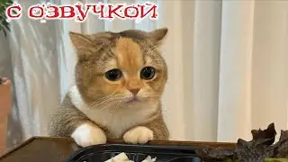 ПРИКОЛЫ С КОТАМИ! с озвучкой! Смешное видео с котами! Самые смешные животные! Я РЖАЛ ЦЕЛЫЙ ЧАС!