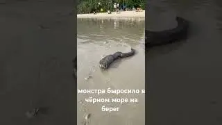 В Чёрном море монстра быросило на берег