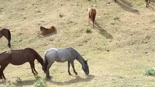 Semental Corindón caballos . Encuentro de primavera con yeguas Cavalos horses,2