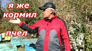 ПОЧЕМУ РАМКИ БЕЗ МЕДА? Я же КОРМИЛ пчел.