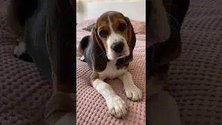 Короче он красивый ☝🏻🥰вот😊