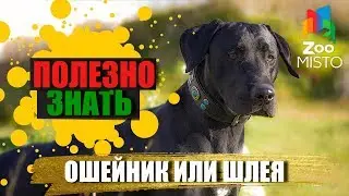 Полезно знать с ZooMISTO | Ошейник или шлея