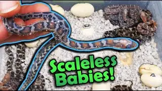 More Baby Scaleless Snakes hatching!!