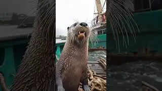 Giant Sea Monsters Caught by Fishermen! 🐙🎣#GiantSeaCreatures #FishingDiscoveries #OceanMysteries