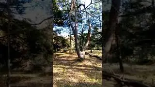 ЗАГАДОЧНОЕ Красиво ветвистое дерево 🌳 в СООНЕЧНОМ Подмосковном Бору