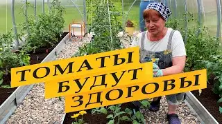 Томаты. Предупреждаем ранние болезни.