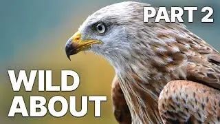 Wild About - Part 2 | Endangered Animals