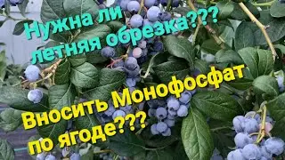 Нужна ли летняя обрезка? Вносить ли Монофосфат по ягоде???