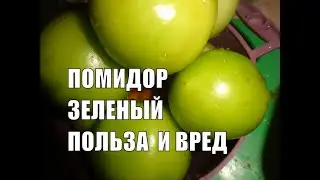 Зеленые помидоры Польза и вред