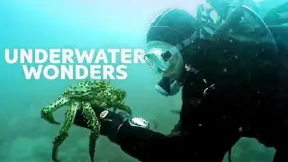 Discover Marine Marvels: Sea Lions, Pilot Whales, and More!