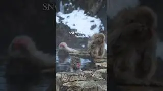 Snow Monkeys in the hot spring ♨️