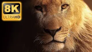 8K WILD ANIMALS • Relaxing Wildlife Film in 8K Ultra HD