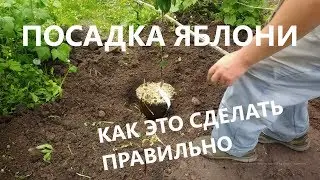 Посадка яблони весной.Посадка саженцев яблони.