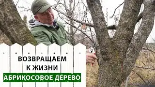 Вторая жизнь АБРИКОСА. Кардинальная ОМОЛАЖИВАЮЩАЯ ОБРЕЗКА