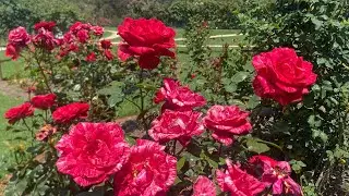 Spotted Rose