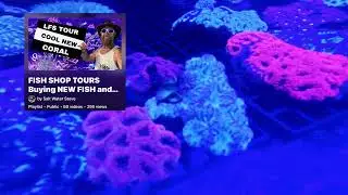 $10 CORALS + BLUE SPOTTED STINGRAY & more  @OceanReefsMarine LFS tour