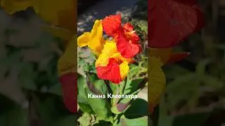 канна Клеопатра для сада и пруда 