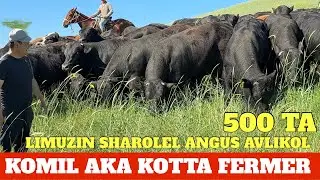 KOMIL AKA 500 TA ABERDIN ANGUS LIMUZING SHAROLEL AVLIKOL MIKKIMOUSE BUQALAR KELDI OPTOM JOYI.