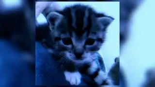 скриптонит, charusha - космос★(speed up)