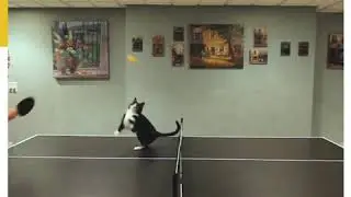 Кот играет в пинг понг. Вот это прикол.