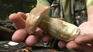 Поход по грибы с Александром Хабаркиным. Часть первая!