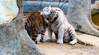Tiger and White Tigress at the Zoo