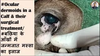 #Ocular dermoid in a calf/#dermoid in calf/#surgical excision of dermoid in a calf/#aankh me massa