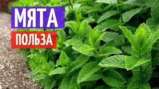 Обзор. Мята польза и вред. Применение I Herbals-ua.com