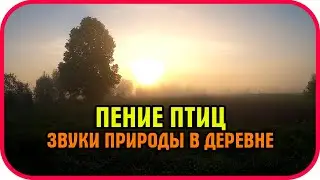 Звуки природы в деревне. Пение птиц.