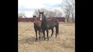 Escape of a horse with a foal #sudba_loshadi#