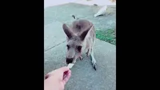 🇦🇺 How to Feed 3 Exotic Animals in 1 Go